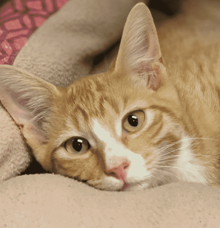 kedi sahiplenmek