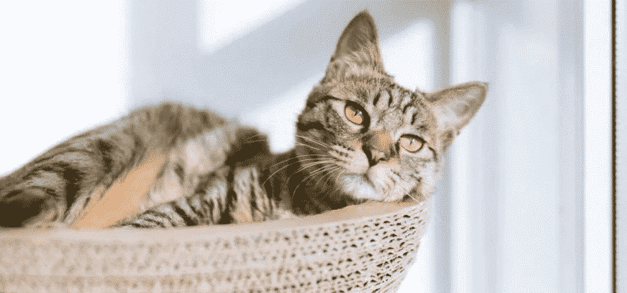 kedi