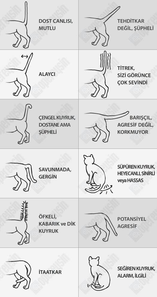 kopeklerin beden dili