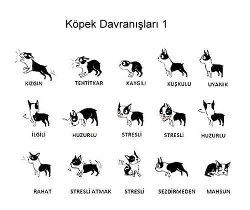 kopeklerin kuyruk hareketleri 2