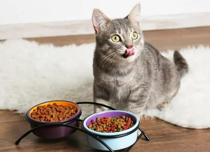 kedi mamalari