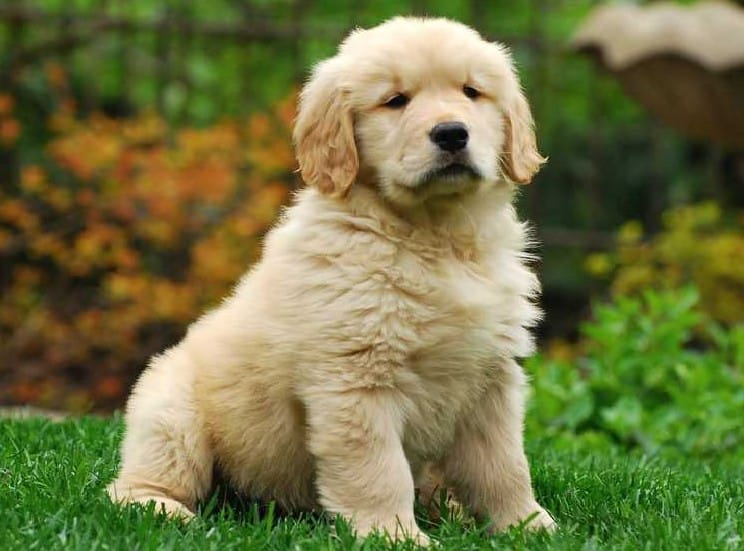 golden