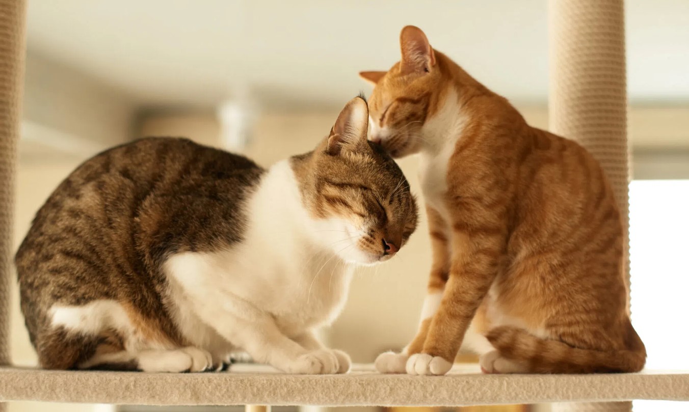 eve ikinci kedi