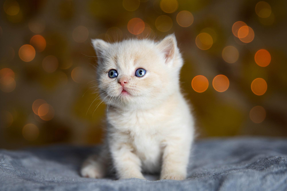 renklere gore kedi isim onerileri
