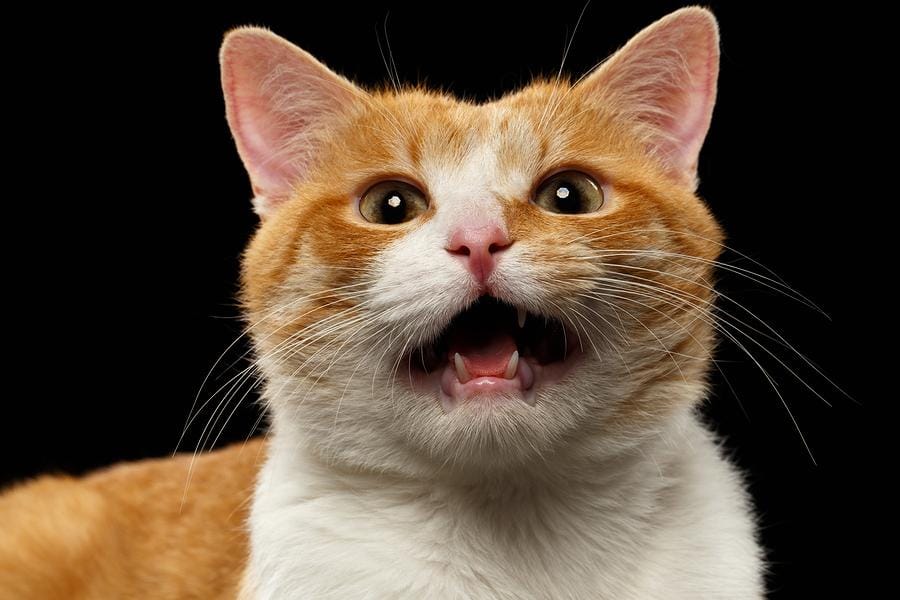 bigstock Closeup Meowing Ginger Cat On 97254212