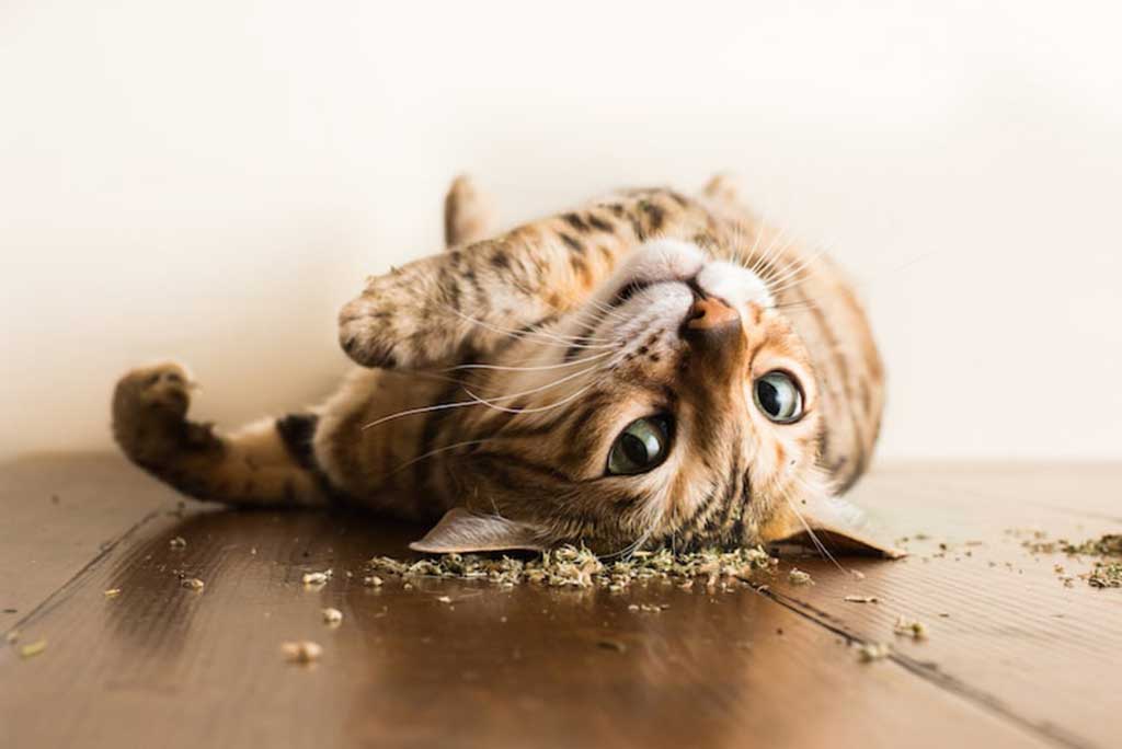 img The Effects of Catnip On Cats