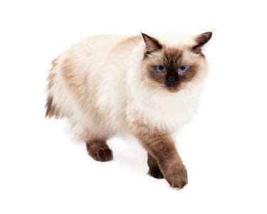 Cat Ragdoll