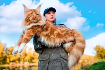 Gatos Maine Coon