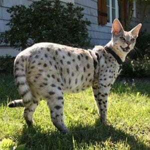 savannah