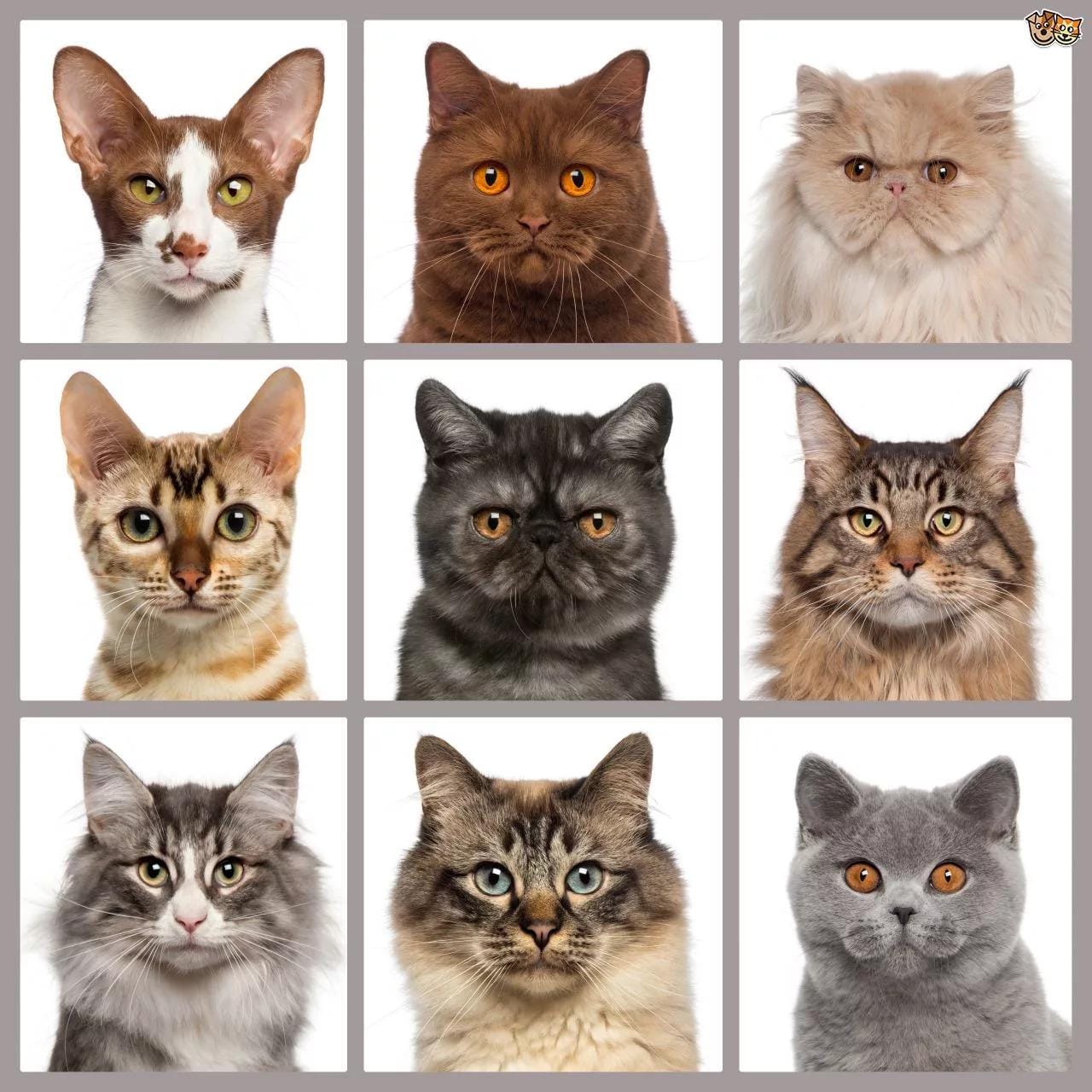 Choosing Your Cats Breed jpg