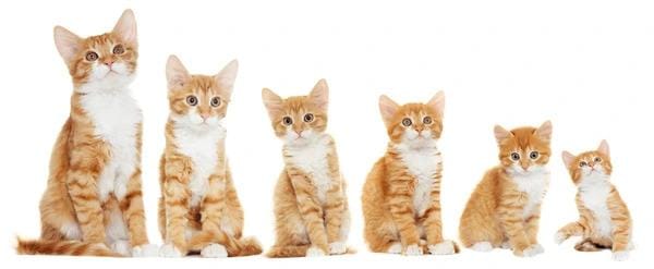 kitten looking white background 600nw 326607296