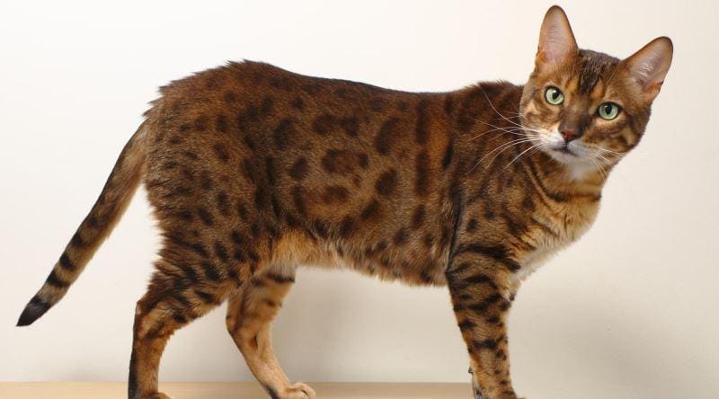 bengal kedisi